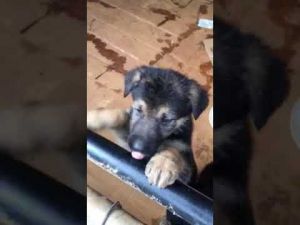 AKCRegistered German Shepherd Puppies