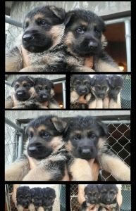 REDLAND VOM SCHAFERHUNDE