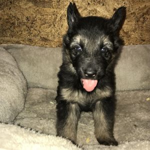Registered German Shepherd Puppies