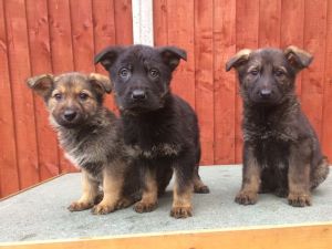 Pedigree German Shepherd Puppies