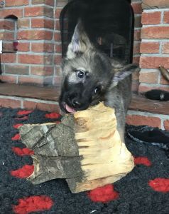 5 Beautiful Pups Ready 14th March