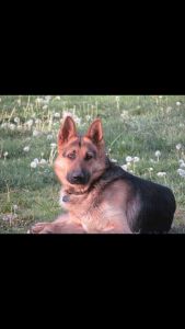 Sutphin’s German Shepherds