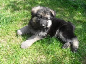 German Shepherd Puppies for sale
