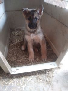 Gerberian Shepskies 13 weeks