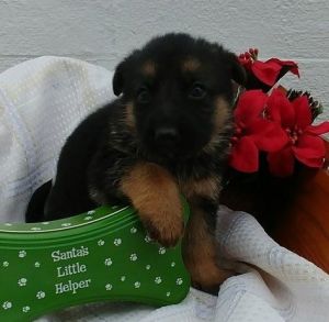 Beautiful Akc German Shepherd Puppies