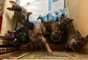 German Shepherd AKC registered German/Czech Champion Bloodline