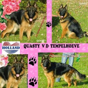 AKC BLACK/RED German Shepherd Female 4 Yrs Old