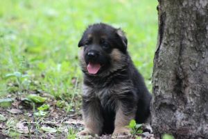 German Shepherd Puppies