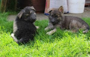 Quality German Shepherd puppies