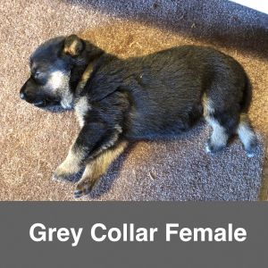 AKC German Shepherd Puppies