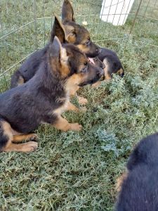 German sheperd puppies