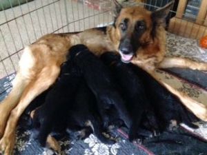 GERMAN SHEPHERD PUPPIES from IMPORTED GERMAN WORKING LINES