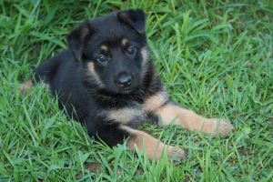 AKC German Shepherd puppies