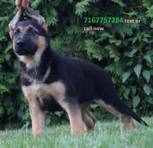 HUGE Beautiful AKC german shepherd puppies ready to go