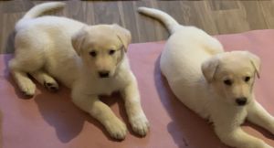 White Male German Shepherd puppies