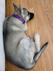 8 weeks old german shepherd with everything you need