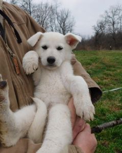 Well Trained White German Shepherd Puppies