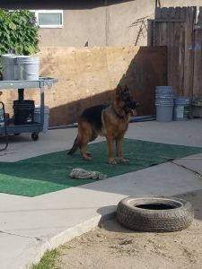 Akc german shepherd puppies