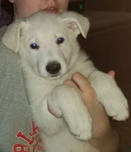 Pure breed White German Shepherd Puppies