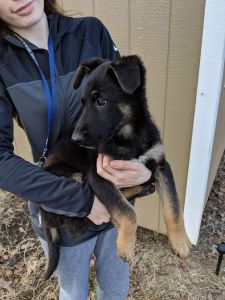AKC German Shepherd puppy