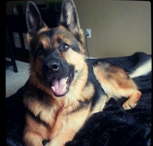 German shepherd puppies