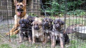 Adorable Akc German Shepherd Puppies. Call or text +1(4***) ***8-0***4