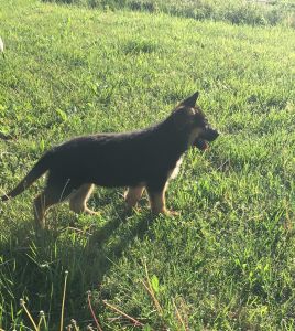 AKC GSD puppy