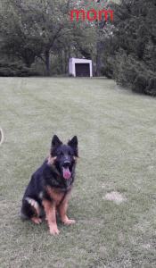 Pure Bred AKC German Shepard Puppies