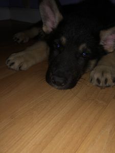 German Shepherd dog only 7 weeks old