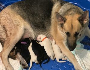 White German Shepherd puppies
