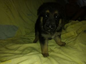 Akc registered German Shepherd puppies