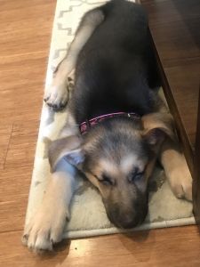 9 Week Old German Shepherd Female Puppy