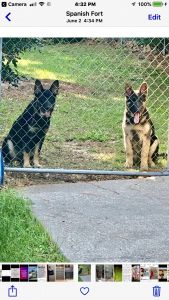 German Shepherd Pups For Sale