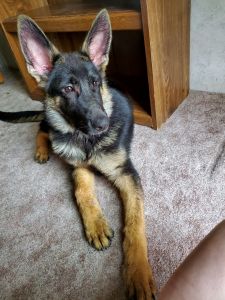 German Shepherd