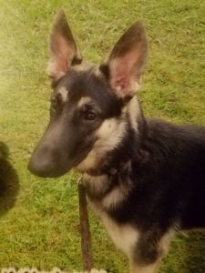 7year old German Shephard