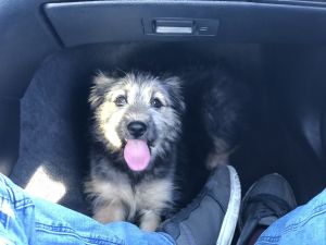 German shepherd irish wolfhound mix