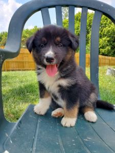 Shepperd/collie/husky mix