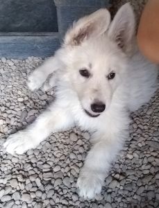 White Purebred German Shepherd Puppies from Grand Champion Lines $600