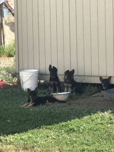 Pure breed German shepherd pups