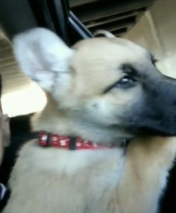 German shepard puppy