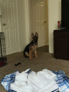 Amazing german shepherd full breed pupp