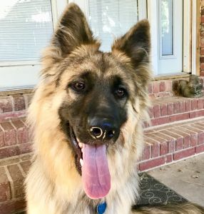 Large German shepherd puppies