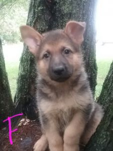 Registered German Shepherd puppies