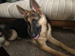 Bobby is 7 months and he is friendly