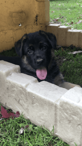 Red and black german shepherds puppy show line