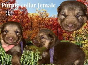 Liver and Tan German Shepherds