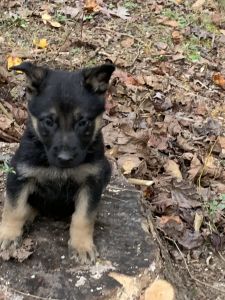 German Shepherd Puppies