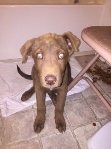 Selling one month puppy Lab/German Shepherd