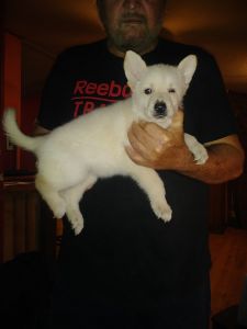 German shepherd puppies