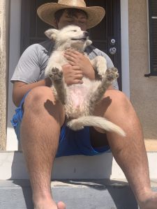 White German Shepherd puppy